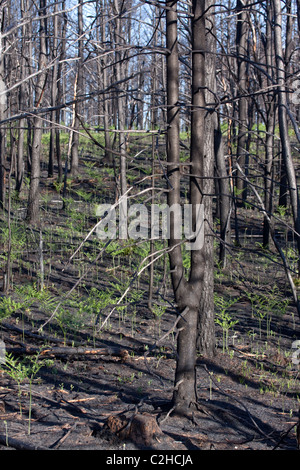 Appena masterizzato Jack foresta di pini Pinus banksiana Northern Michigan STATI UNITI Foto Stock