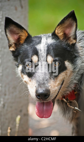 Un classico Miniature pinscher, Blue Heeler Foto Stock