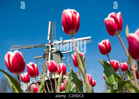 Giardini Keukenhof. Mulino a vento olandese con Miller e alto edificio rosso e bianco tulipani a Keukenhof Tulip giardini fioriti di Lisse, Holland, Paesi Bassi Foto Stock