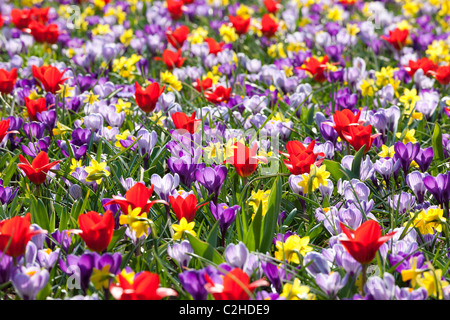 Un misto di letto di fiori con narcisi tulipani e crochi come un selvaggio prato. Lampadina Keukenhof Garden di Lisse Holland Olanda Foto Stock