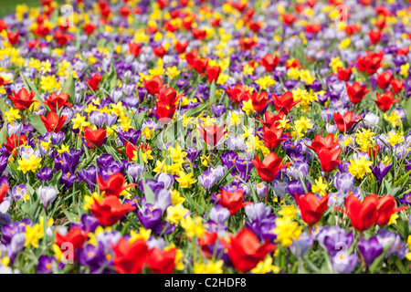 Un misto di letto di fiori con narcisi tulipani e crochi come un selvaggio prato. Lampadina Keukenhof Garden di Lisse Holland Olanda Foto Stock