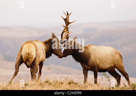 Due bull tule elk (Cervus canadensis nannodes) lotta per il predominio sul punto di Tomales in Point Reyes National Seashore, California Foto Stock
