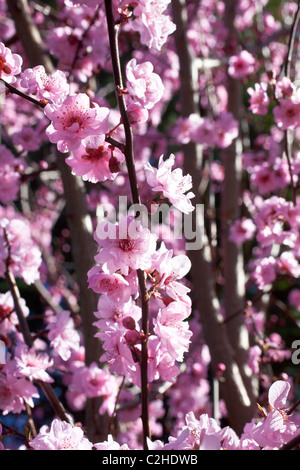 Fiori della prugna Foto Stock