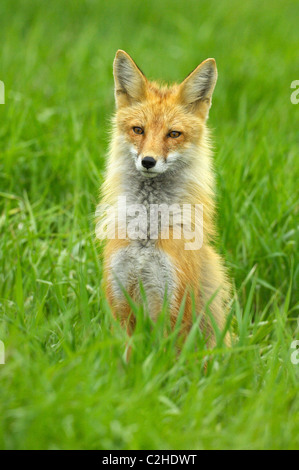 Ritratto di Fox Foto Stock