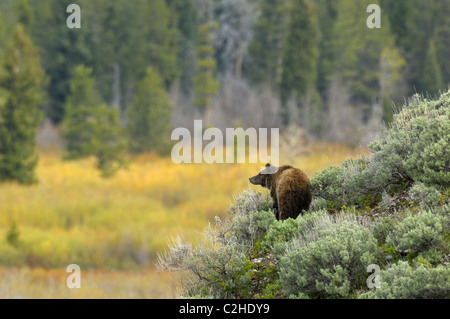 Orso grizzly pastel Foto Stock