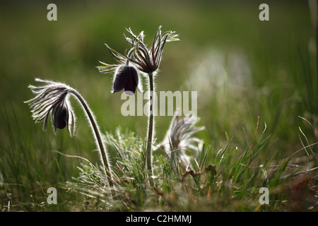 Pulsatilla nigricans ("Pasque fiore), posizione: Holubyho luky, Maschio Karpaty, Slovacchia. Foto Stock