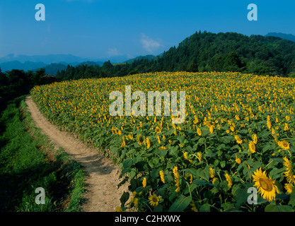 Campo di girasole di Anan, Shimoina, Nagano, Giappone Foto Stock