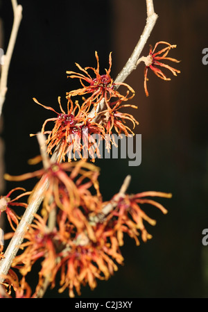 L'aranciato/rosso dei fiori di Amamelide, Amamelide Hamamelis x intermedia "Jelena' deciduo fioritura invernale arbusto fiore Foto Stock