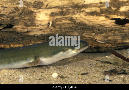 L'anguilla europea (Anguilla anguilla) in piedi sul fondo sabbioso di un fiume Foto Stock