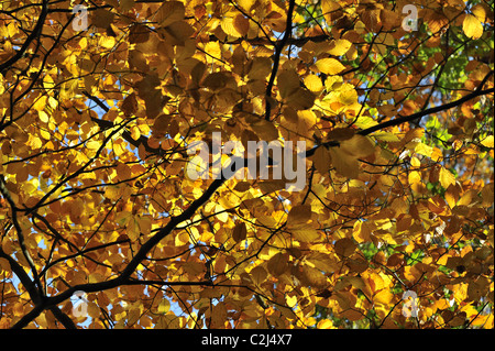 Faggio europeo - Comune faggio (Fagus sylvatica) Foglie di autunno - Ottignies - Louvain-La-Neuve - Belgio Foto Stock