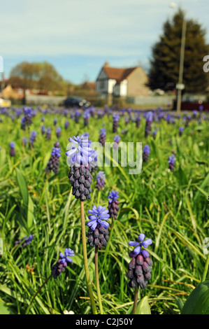 Uva Uva giacinti giacinto (genere Muscari) cresce in corrispondenza del lato di Lewes Road nel centro città di Brighton in una calda giornata di aprile REGNO UNITO Foto Stock