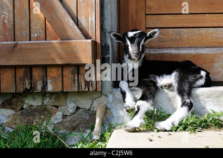 Foto di stock di un Poievine capretto giacente su di una porta Foto Stock