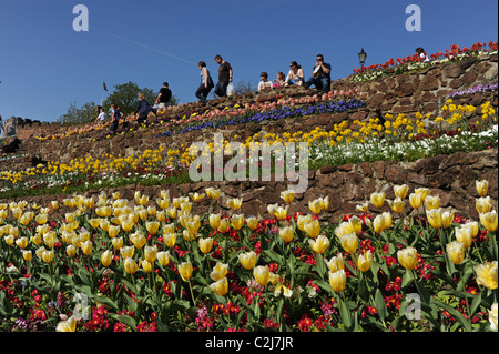 Fiori di Primavera compresi i tulipani in piena fioritura dal Castello di Tamworth Regno Unito Foto Stock