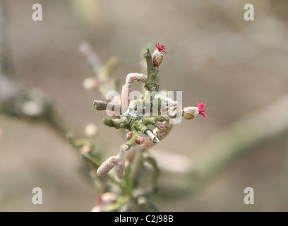 Comune di nocciolo (Corylus avellana) femmina rosso dei fiori e amenti maschili Foto Stock