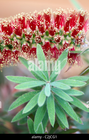 Callistemon viminalis 'little john' . Piangendo scovolino da bottiglia albero in fiore Foto Stock