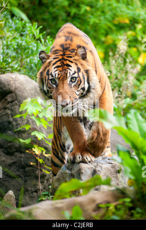 In prossimità di una tigre di Sumatra nella foresta Foto Stock