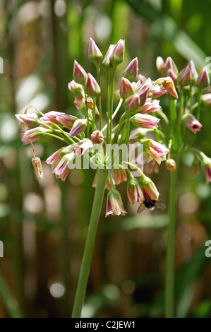 Il miele siciliano aglio, Nectaroscordum siculum, Alliaceae. Aka campane del Mediterraneo, Allium Siculum. Foto Stock