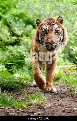 In prossimità di una tigre di Sumatra nella foresta Foto Stock