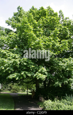 Albero del cielo, Ailanthus altissima, Simaroubaceae. A nord-est e la parte centrale della Cina e di Taiwan. Foto Stock