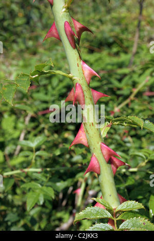 La rosa canina (Rosa canina), lo stelo con grandi spine, UK. Foto Stock