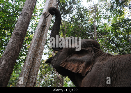 Elephant godendo della libertà e habitat naturale della Valle di elefante, Sen Monorom, zone di Mondulkiri Provincia, Cambogia Foto Stock