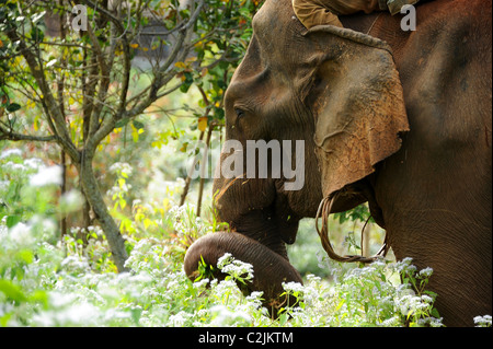 Elephant godendo della libertà e habitat naturale della Valle di elefante, Sen Monorom, zone di Mondulkiri Provincia, Cambogia Foto Stock