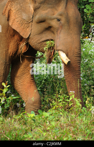 Elephant godendo della libertà e habitat naturale della Valle di elefante, Sen Monorom, zone di Mondulkiri Provincia, Cambogia Foto Stock