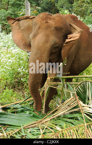 Elephant godendo della libertà e habitat naturale della Valle di elefante, Sen Monorom, zone di Mondulkiri Provincia, Cambogia Foto Stock