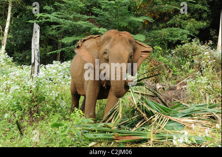 Elephant godendo della libertà e habitat naturale della Valle di elefante, Sen Monorom, zone di Mondulkiri Provincia, Cambogia Foto Stock