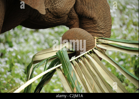 Elephant godendo della libertà e habitat naturale della Valle di elefante, Sen Monorom, zone di Mondulkiri Provincia, Cambogia Foto Stock