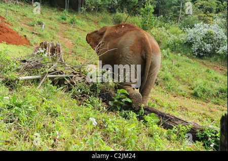 Elephant godendo della libertà e habitat naturale della Valle di elefante, Sen Monorom, zone di Mondulkiri Provincia, Cambogia Foto Stock