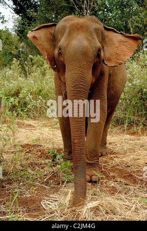 Elephant godendo della libertà e habitat naturale della Valle di elefante, Sen Monorom, zone di Mondulkiri Provincia, Cambogia Foto Stock