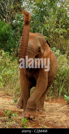 Elephant godendo della libertà e habitat naturale della Valle di elefante, Sen Monorom, zone di Mondulkiri Provincia, Cambogia Foto Stock