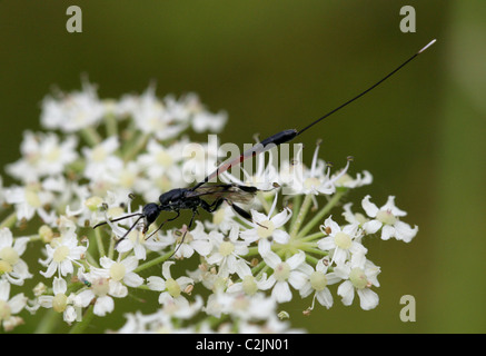 Predatori di vespe, Gasteruption jaculator, Gasteruptiidae, Evanioidea, Apocrita, Hymenoptera. Foto Stock