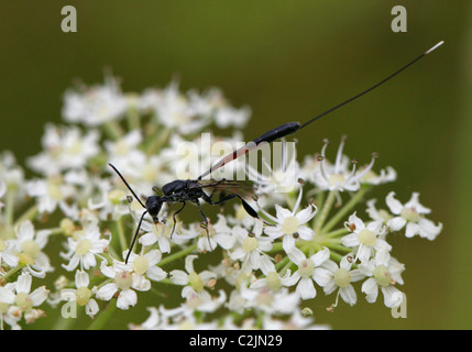 Predatori di vespe, Gasteruption jaculator, Gasteruptiidae, Evanioidea, Apocrita, Hymenoptera. Foto Stock