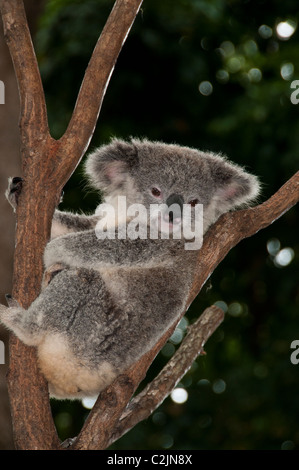 Koala (Phascolarctos cinereus), Riserva Naturale di Currumbin, Currumbin, Queensland, Australia. Foto Stock