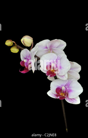 Orchidea: Paphiopedilum 'fusheng gladup' Foto Stock