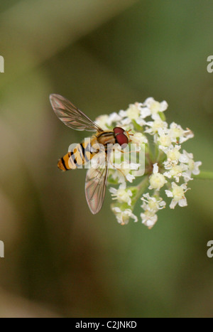La marmellata di arance Hoverfly, Episyrphus balteatus, Syrphidae, Diptera Foto Stock