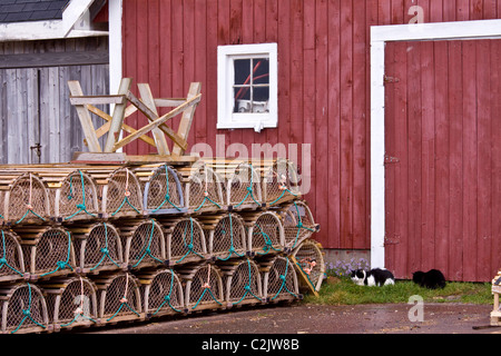 Le trappole a base di aragosta e due gatti Kitty nella parte anteriore del capannone, Nord Rustico Porto sulla costa nord di Prince Edward Island, Canada Foto Stock