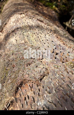 Tronco di albero costellata di buona fortuna monete, Tarn Hows, Parco Nazionale del Distretto dei Laghi, Cumbria, Inghilterra, Regno Unito. Foto Stock