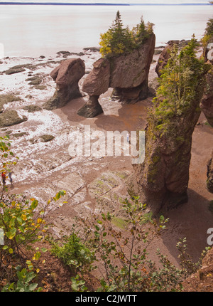 Vista delle formazioni rocciose a bassa marea, Hopewell Rocks, Baia di Fundy, New Brunswick, Canada Foto Stock