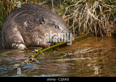 Castoro europeo(Castor fiber) mangiare willow sul bordo di un lago Foto Stock