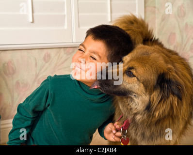 6-7 anni ragazzo ispanico essendo lambito sulla guancia dal suo pastore tedesco e chow mix bambino che gioca play riproduce cane carino signor © myrleen pearson Foto Stock
