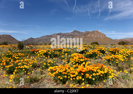 Papaveri giallo in un campo nel deserto di fronte al Franklin Montagne di El Paso, Texas, Stati Uniti Foto Stock