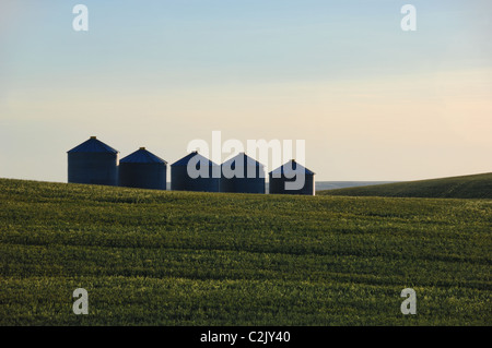 Contenitori del cereale in un campo di orzo, Alberta, Canada. Foto Stock