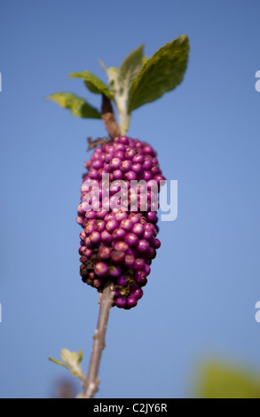 American Beautyberry viola, Florida Keys, STATI UNITI D'AMERICA Foto Stock