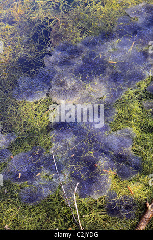 Frog spawn in Sherbourne stagno vicino la silenziosa piscina sulla A25 Shere Road vicino a Guildford Surrey England Regno Unito. Foto Stock