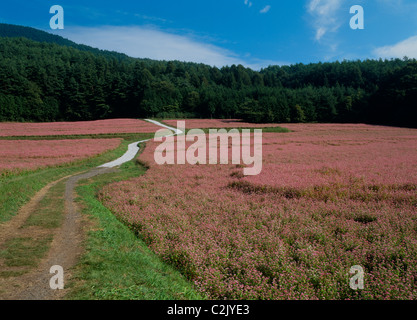 Campo di grano saraceno, Minowa, Kamiina, Nagano, Honshu, Giappone Foto Stock