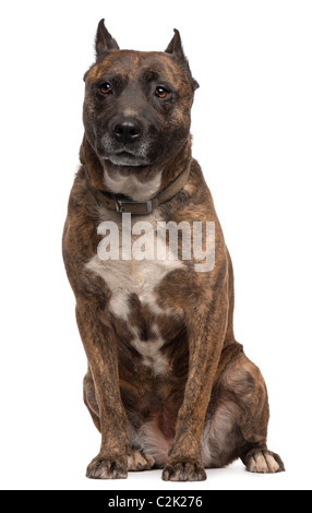 American Staffordshire Terrier cane, 12 anni, seduto di fronte a uno sfondo bianco Foto Stock