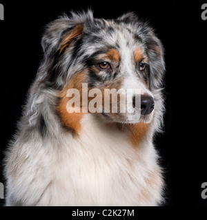 Pastore australiano cane, 10 mesi di età, davanti a sfondo nero Foto Stock